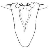 rhamphodes